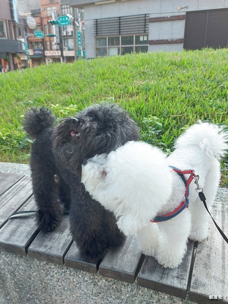 奧沛 OurPet 犬用膚沛錠,狗狗皮膚保健食品推薦! 奧沛 OurPet 犬用膚沛錠,狗狗皮膚保健食品推薦!