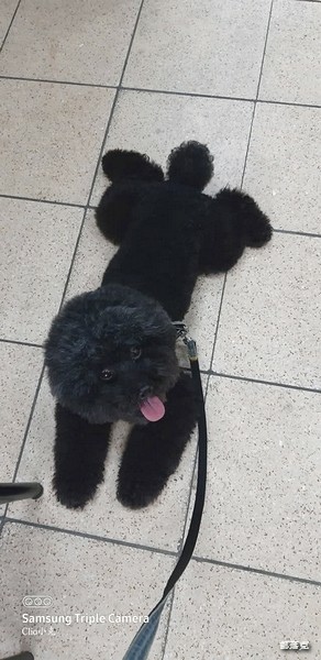 奧沛 OurPet 犬用膚沛錠,狗狗皮膚保健食品推薦! 奧沛 OurPet 犬用膚沛錠,狗狗皮膚保健食品推薦!