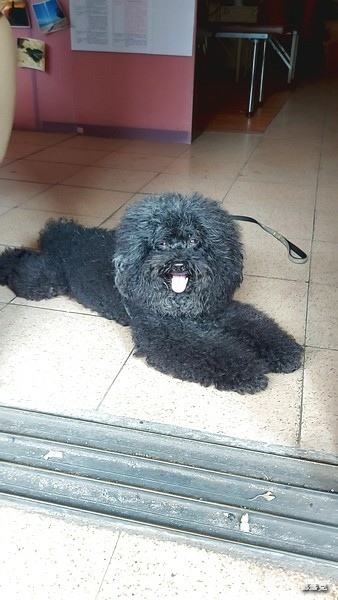 奧沛OurPet犬用腸沛錠,狗狗的腸胃保健食品推薦! 奧沛OurPet犬用腸沛錠,狗狗的腸胃保健食品推薦!