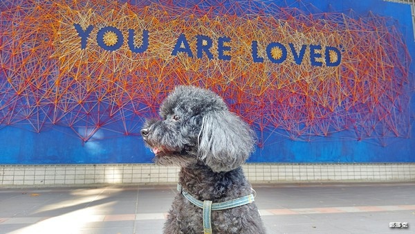 奧沛OurPet犬用腸沛錠,狗狗的腸胃保健食品推薦! 奧沛OurPet犬用腸沛錠,狗狗的腸胃保健食品推薦!