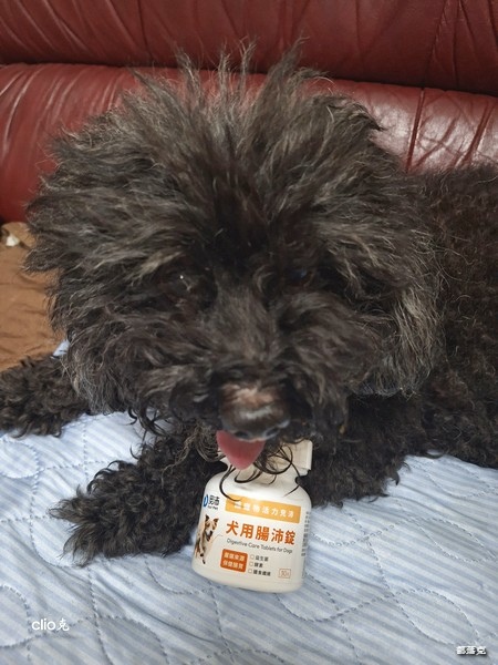 奧沛OurPet犬用腸沛錠,狗狗的腸胃保健食品推薦! 奧沛OurPet犬用腸沛錠,狗狗的腸胃保健食品推薦!