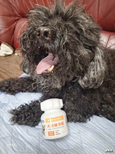 奧沛OurPet犬用腸沛錠,狗狗的腸胃保健食品推薦! 奧沛OurPet犬用腸沛錠,狗狗的腸胃保健食品推薦!