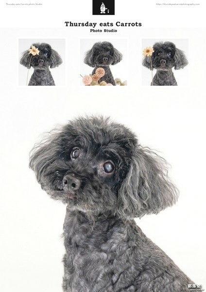 星期四吃紅蘿蔔寵物攝影為琦琦和咕少留下美好回憶