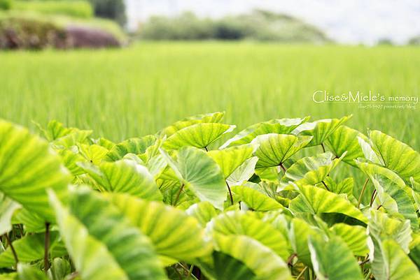 IMG_4857製.jpg IMG_4857製.jpg