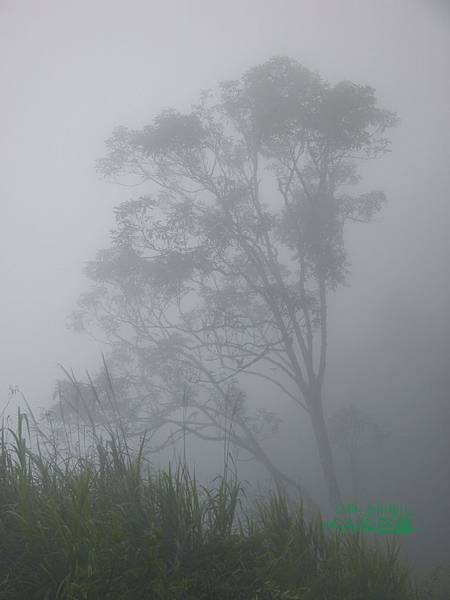 必勝登山-金甘樹山-26.jpg