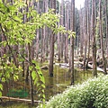 必勝登山-金甘樹山-13.jpg