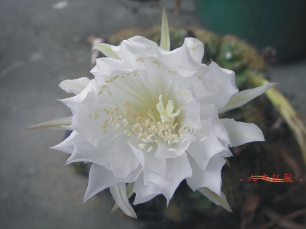 980606flower2.jpg