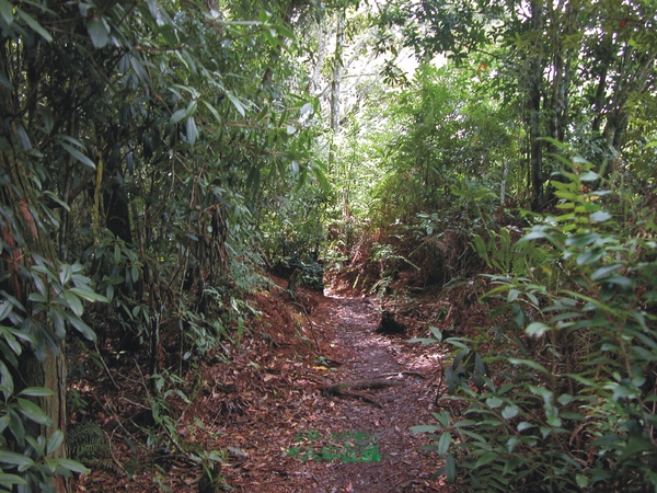 必勝登山-金甘樹山-17.jpg