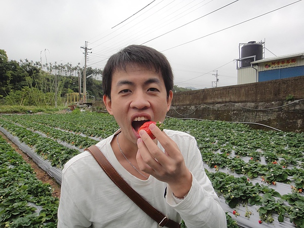 好大的草莓...一口無法掌握