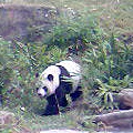 童心未泯動物園