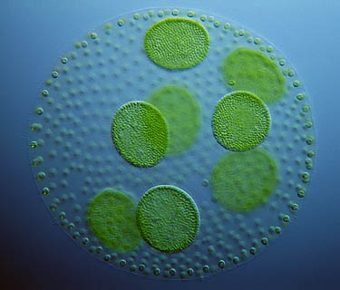 algae-2.jpg algae-2.jpg