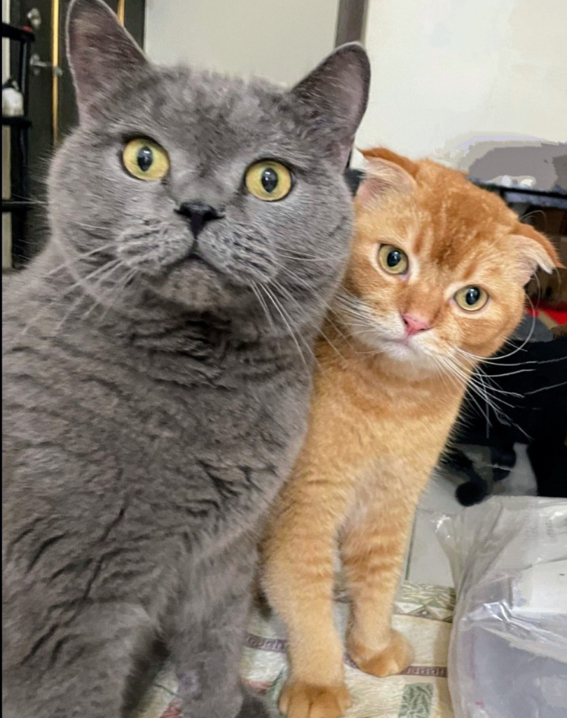 商品試用心得_寵物家庭Pet Family-藻益腸