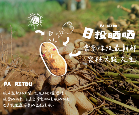 日投晒晒-花生+玫瑰蝦