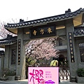 2015陽明山東方寺吉野櫻花_bonatech