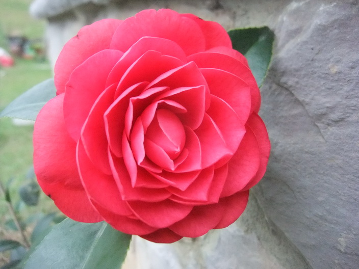 DSCF7982 DSCF7982
