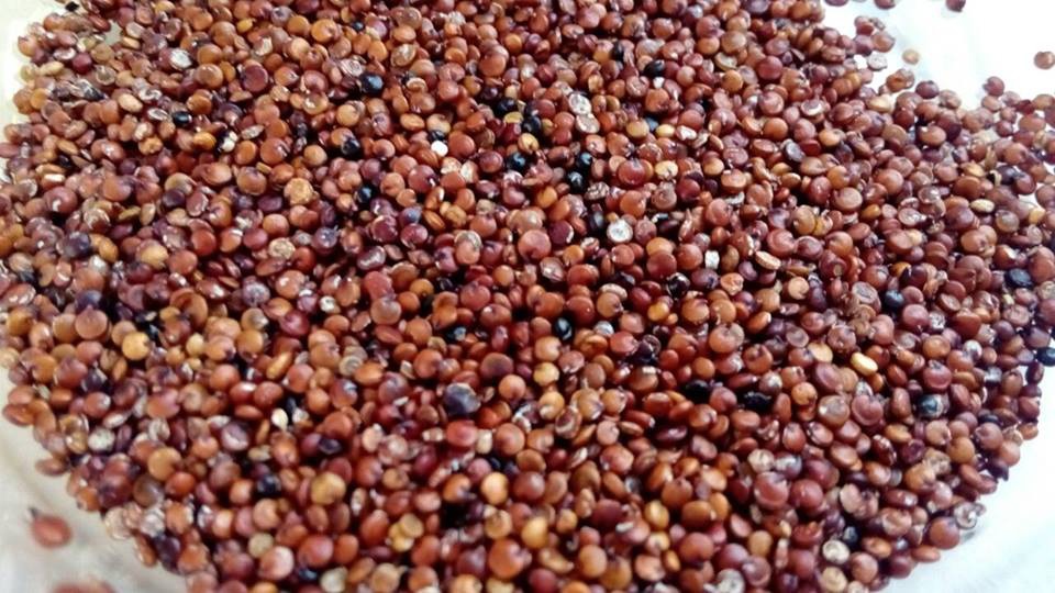 12832466_1705997846352391_2499884785241929186_n.jpg 12832466_1705997846352391_2499884785241929186_n.jpg