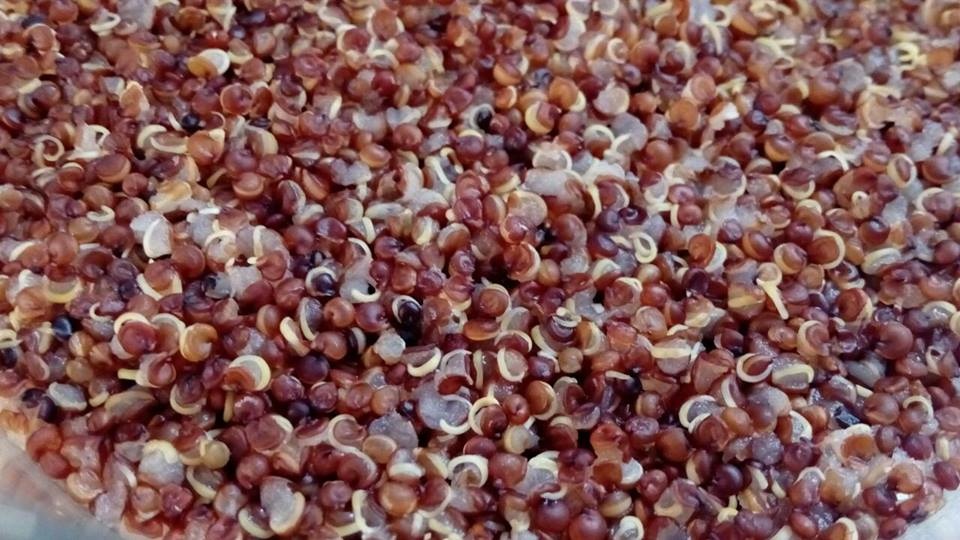 12809549_1705997859685723_4889069990094554651_n.jpg 12809549_1705997859685723_4889069990094554651_n.jpg