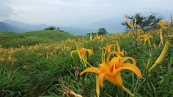 花東縱谷六十石山 (3).jpg