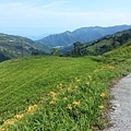 太麻里金針山 (10).jpg