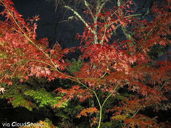 永觀堂夜楓