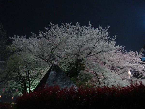 偶田川沿岸的夜櫻