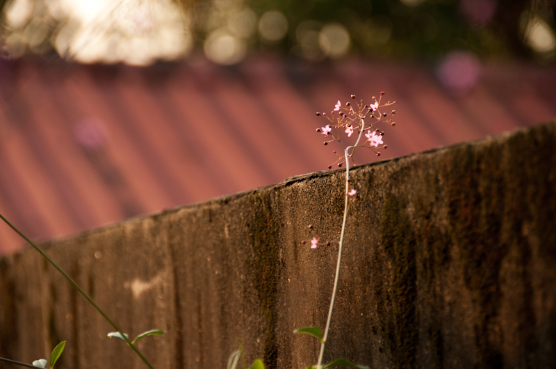 DSC_3994 DSC_3994