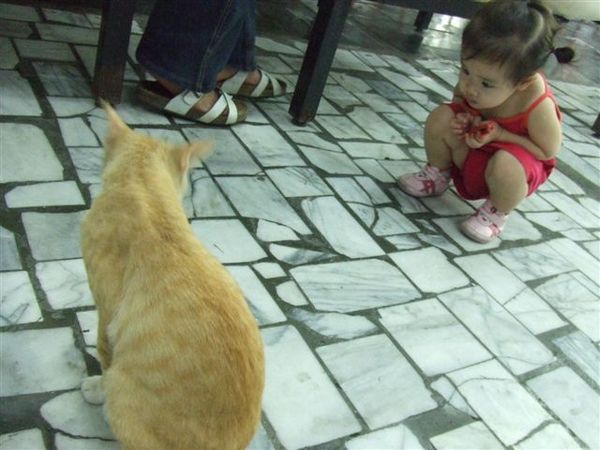 旁邊的可愛妹妹一直想接近貓咪