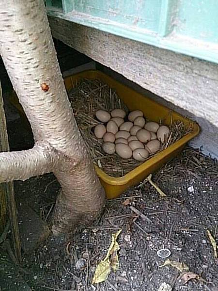 水蜜桃樹下孵蛋中....的母雞(第一天)