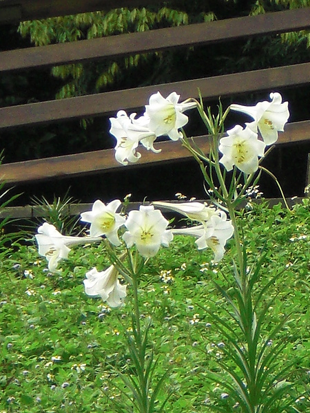 CIMG7510.JPG