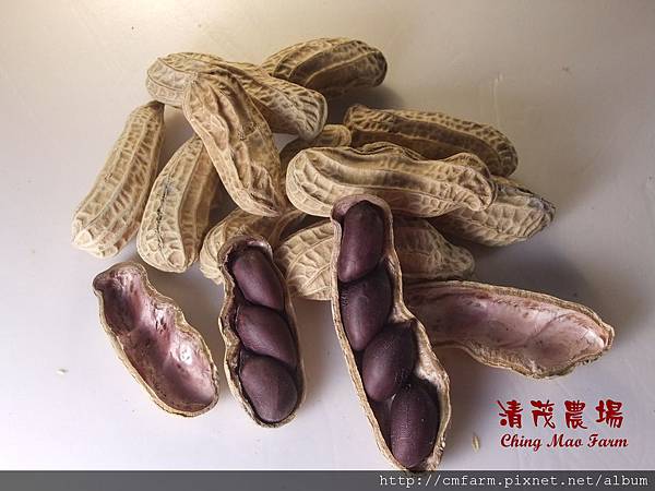 黑金剛花生 黑金剛花生