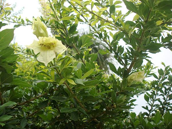 2010-07-15_找尋馬岡厝(三和公園)_13_食用蠟燭木.JPG