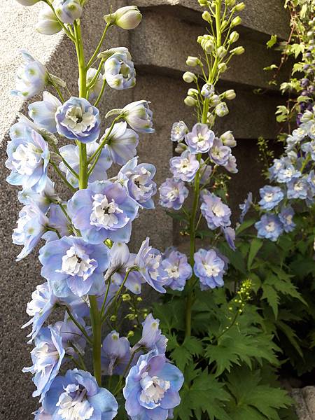 2017-01-29_千佛山菩提寺_62_大飛燕草.jpg