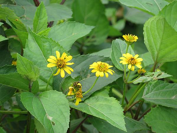 2017-3-27-台東成功石雨傘_雙花蟛蜞菊3.JPG