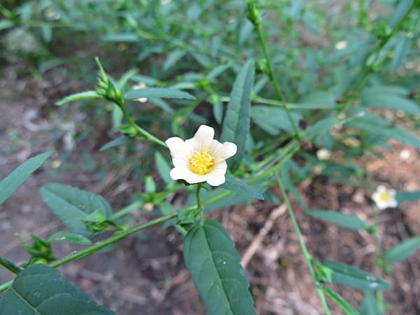 錦葵科 Img 6000細葉金午時花 Jpg 堂葫蘆的足跡 痞客邦 錦葵科 Img 6000細葉金午時花 Jpg 堂葫蘆的足跡 痞客邦