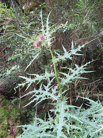 2017_0923_A_能高越嶺步道_479_玉山薊.JPG