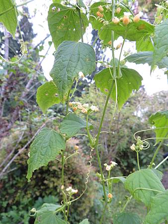 2018_0325_L_竺園民宿花道_黑果馬㼎兒_13.JPG