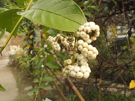 2016_0804_田中清水岩_冷飯藤1.JPG