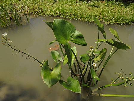 2016_0805_嘉南藥理大學_05_蒙特登慈菇.JPG