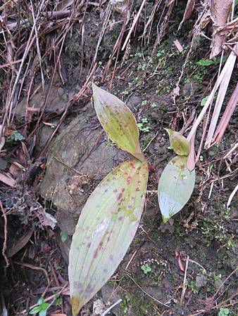 IMG_0243台灣油點草.JPG