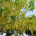 2018_0604__阿勃勒園01-新營公園路二段.JPG