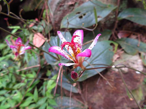 2019_0901_東卯山_台灣油點草_149.JPG