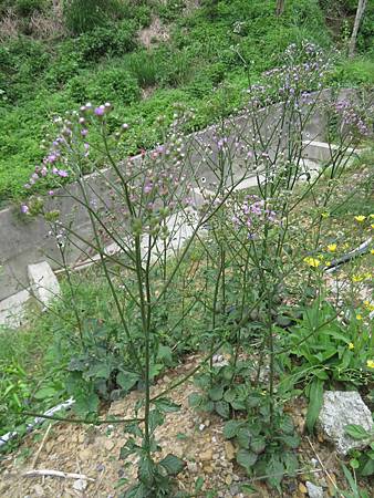 2019_0907_新田登山步道_A_聚興山_104_一枝香.JPG