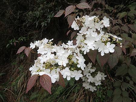 2020_0401_雪山西稜1_14_230林道0K~12K_假繡球 (合軸莢蒾).JPG