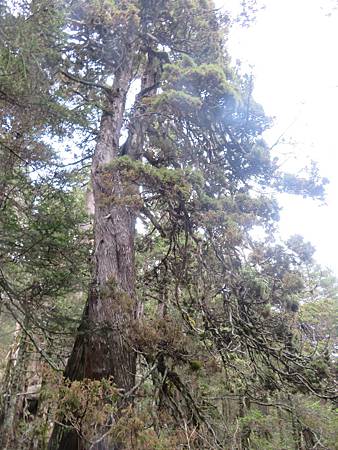 2020_0405_雪山西稜5_72_火石山下營地~武陵農場登山口_.JPG