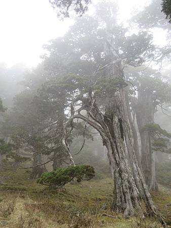 2020_0405_雪山西稜5_154_火石山下營地~武陵農場登山口_.JPG