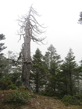 2020_0405_雪山西稜5_161_火石山下營地~武陵農場登山口_.JPG