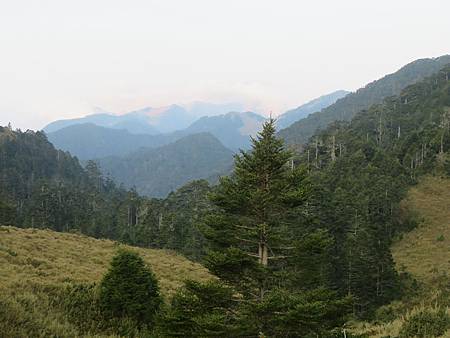 2020_0405_雪山西稜5_25_火石山下營地~武陵農場登山口_博可爾草原.JPG