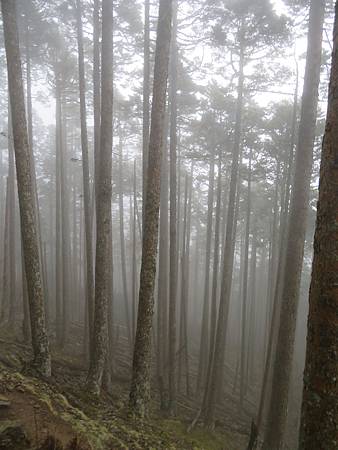 2020_0405_雪山西稜5_219_火石山下營地~武陵農場登山口_.JPG