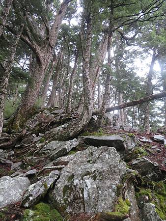 2020_0402_雪山西稜2_33_230林道12K~中雪山_.JPG