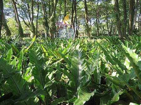 2019-08-05_桃園大溪 _樂望莊園_15_台灣山蘇花.JPG